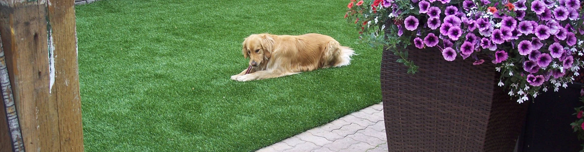 Golden retriever relaxing on fake grass for dogs in a backyard patio with a paver walkway and overflowing purple petunia planter